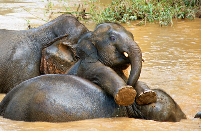 Boon Lotts Elephant Sanctuary (BLES), Thailand